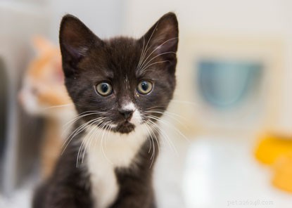 Unexpected Reasons Pet Owners Turn to Cats Protection s Care