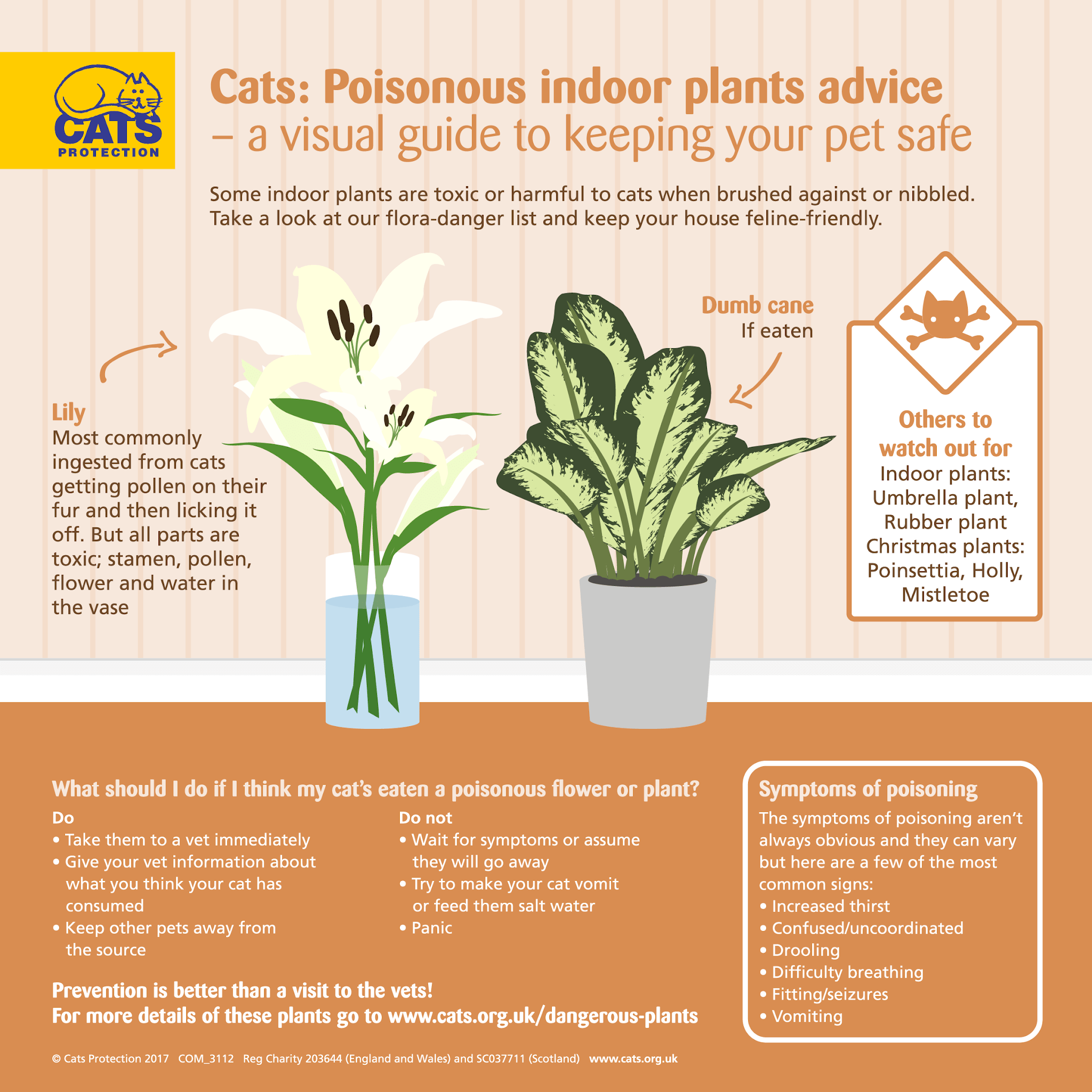Cat-Friendly Flowers for Mother’s Day: Safe Selections & Toxic Alerts