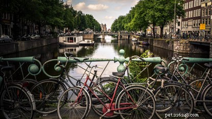 Top Vacation Destinations for Cat Enthusiasts