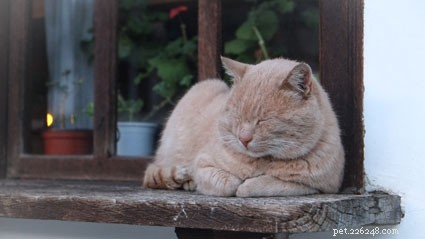 Top Vacation Destinations for Cat Enthusiasts
