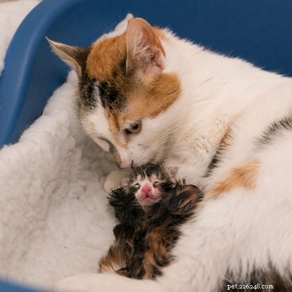Daisy Gives Birth to Four Kittens Amid Stormy Conditions – A Kitten Watch Update