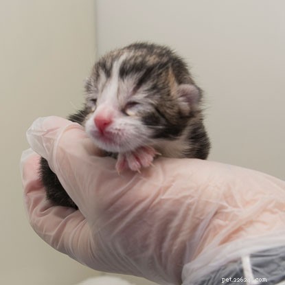 Daisy Gives Birth to Four Kittens Amid Stormy Conditions – A Kitten Watch Update