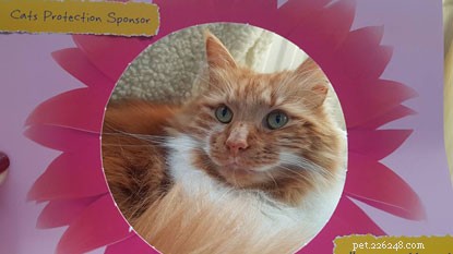 Feature Your Cat in Our #MyPrettyCat Photo Frames
