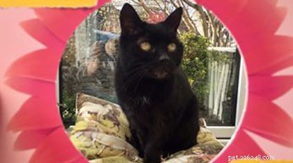 Feature Your Cat in Our #MyPrettyCat Photo Frames