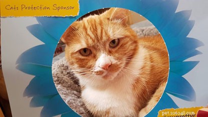 Feature Your Cat in Our #MyPrettyCat Photo Frames