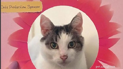 Feature Your Cat in Our #MyPrettyCat Photo Frames