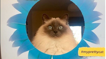 Feature Your Cat in Our #MyPrettyCat Photo Frames