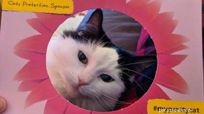 Feature Your Cat in Our #MyPrettyCat Photo Frames
