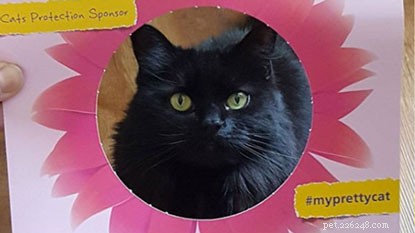Feature Your Cat in Our #MyPrettyCat Photo Frames