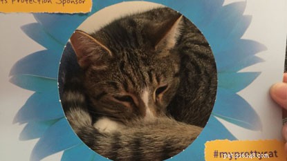 Feature Your Cat in Our #MyPrettyCat Photo Frames