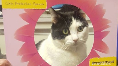 Feature Your Cat in Our #MyPrettyCat Photo Frames