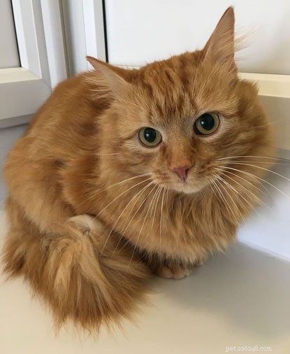 Help Locate the Owner of a Charming Ginger Cat Found on a Newcastle Coach