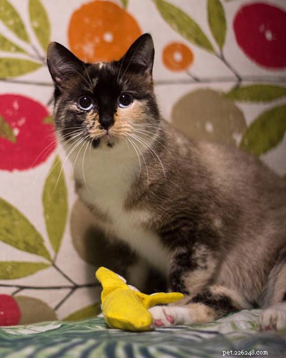Seeking a Compassionate New Home for Weetabix, a Stray Cat Rehabilitating Back Leg Issues