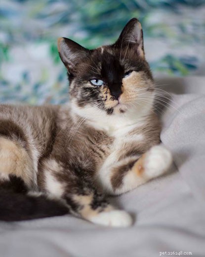 Seeking a Compassionate New Home for Weetabix, a Stray Cat Rehabilitating Back Leg Issues
