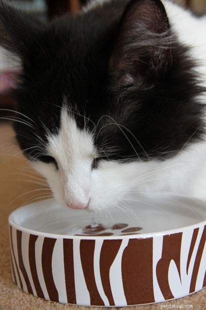 Daily Water Bowl Refills for a Healthy, Happy Cat