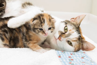 Kitten Watch: 2-Week-Old Kittens Flourishing at Bridgend Adoption Centre