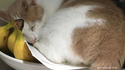 10 Intriguing Facts About How Cats Sleep