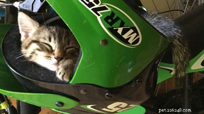 10 Intriguing Facts About How Cats Sleep