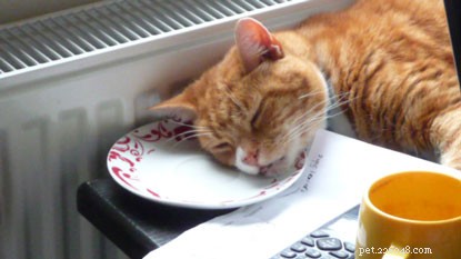10 Intriguing Facts About How Cats Sleep