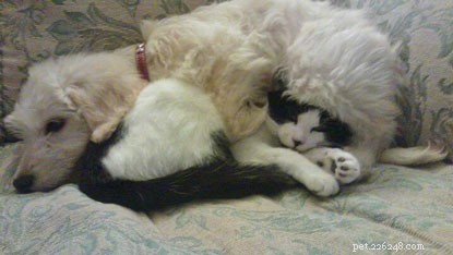 10 Intriguing Facts About How Cats Sleep