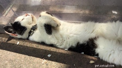10 Intriguing Facts About How Cats Sleep