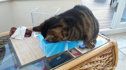 10 Intriguing Facts About How Cats Sleep