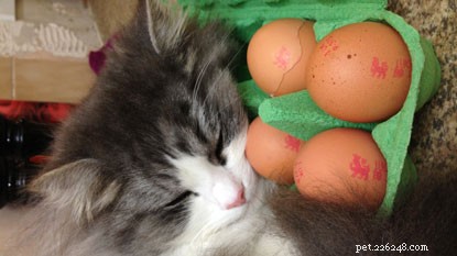 10 Intriguing Facts About How Cats Sleep