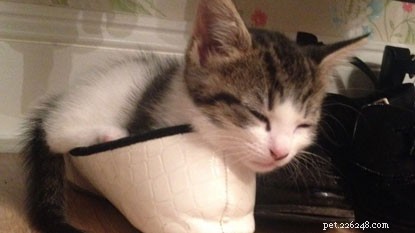 10 Intriguing Facts About How Cats Sleep