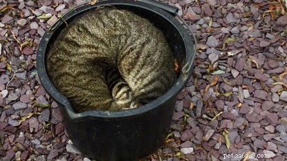 10 Intriguing Facts About How Cats Sleep