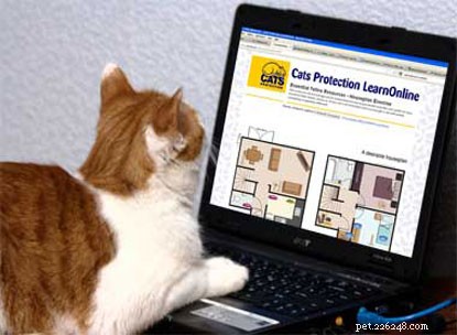 Make a Big Impact on Cat Welfare with Small, Easy Volunteer Actions
