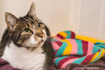 Make a Big Impact on Cat Welfare with Small, Easy Volunteer Actions
