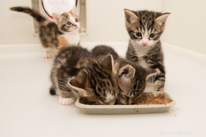Daisy s Five-Week-Old Kittens Show Remarkable Progress Toward Independence