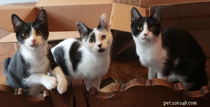 Three Adorable Kittens Await Forever Homes – Adopt Today