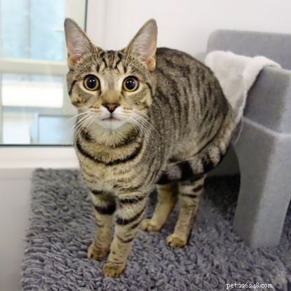 Urgent: Male-Only Home Wanted for One-Year-Old Cat Gregorovitch