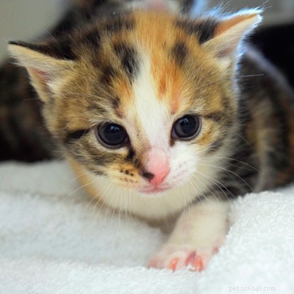 Kitten Watch: Kittens Begin Weaning and Show Emerging Personalities