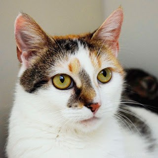 Kitten Watch: Kittens Begin Weaning and Show Emerging Personalities
