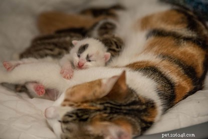 Asha’s Miracle: Cats Protection Saves a Pregnant Stray Cat and Her Kittens