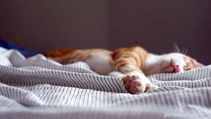 Ensure Your Cat s Care While You’re Away: Trusted Options for Peace of Mind