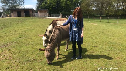 Introducing Our Donkey Volunteers at the National Cat Centre
