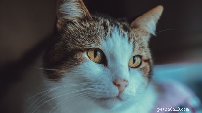 Ensure Your Cat s Care While You’re Away: Trusted Options for Peace of Mind