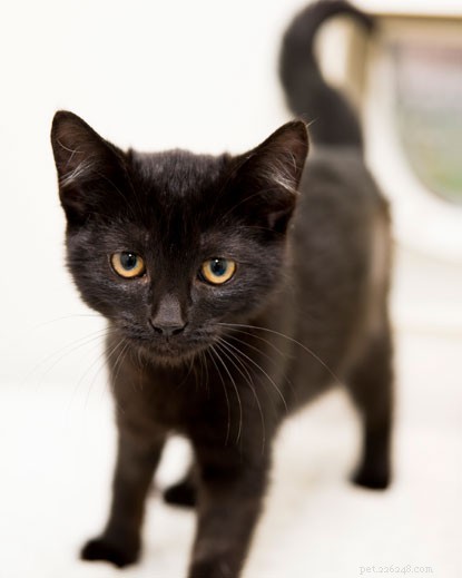 From Lorry to Love: Willow s Rescue Story