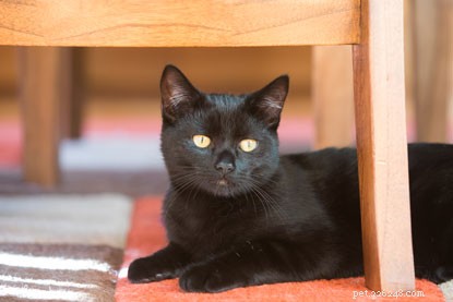 From Lorry to Love: Willow s Rescue Story