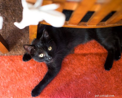 From Lorry to Love: Willow s Rescue Story