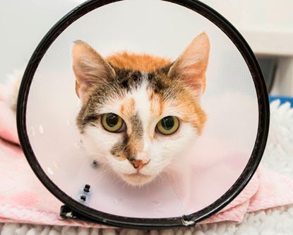 Kitten Watch: Daisy’s Eight-Week-Old Kittens Are Ready for Their Forever Homes