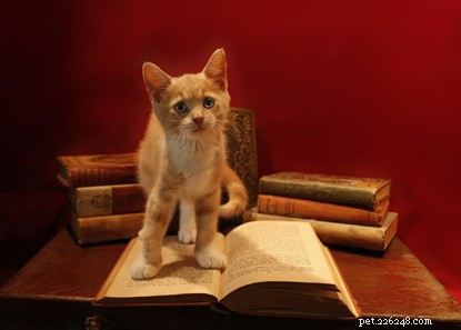 Top Feline Characters in Fictional Literature
