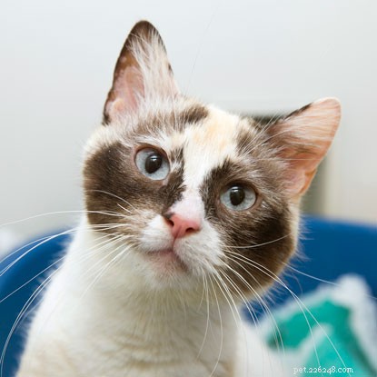 Cat Allergy Relief: Expert Tips for Living Comfortably with Feline Friends