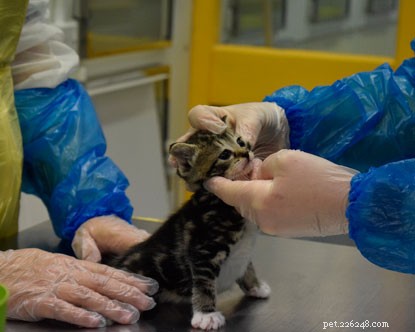 Kitten Watch: Preparing Daisy’s Kittens for Loving Homes