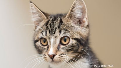 Cat Adoption Guide: Key Factors to Consider Before Bringing Home Your New Feline Friend
