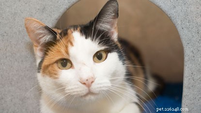 Cat Adoption Guide: Key Factors to Consider Before Bringing Home Your New Feline Friend