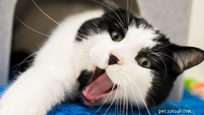 Cat Adoption Guide: Key Factors to Consider Before Bringing Home Your New Feline Friend